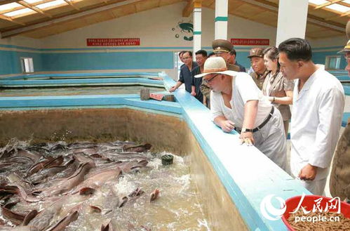 金正恩偕夫人視察鲇魚廠點(diǎn)贊品質(zhì)，稱贊鲇魚、肉類令人稱贊