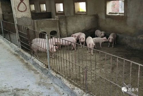生升養(yǎng)殖廠 春意盎然中的肉香遠(yuǎn)揚(yáng)