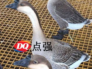 海口家畜養殖玻璃鋼格柵 優選環保耐用材料，打造高效飼養環境
